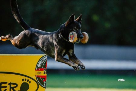 El deporte canino debe tener más ayuda sí o sí
