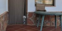 ¿Por qué un perro de ciudad no se adapta a la vida del pueblo?