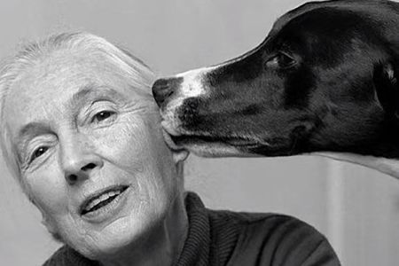 Jane Goodall, un legado de inspiración