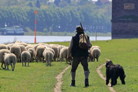 Asturias tendrá una unidad canina para rastrear veneno que afecte a perros de pastoreo