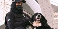 Dubái anuncia los primeros perros contra el covid en los aeropuertos