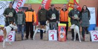 Los podencos vuelan tras los conejos en las llanuras de Albacete