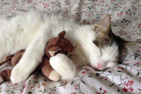 Ojo con la patada de conejo de tu gato 