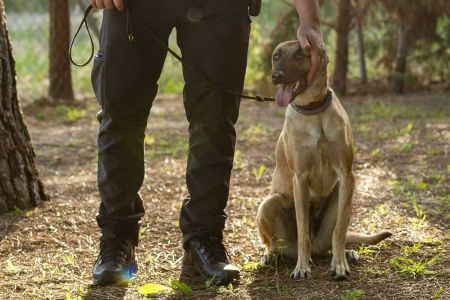 Pasión canina al extremo: de Alcobendas a Algete