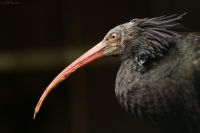 Ibis eremita, de turismo desde  Andalucía hasta Galicia