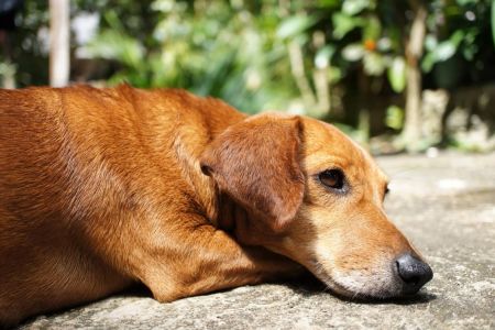 Nueva opción para buscar tu mascota perdida
