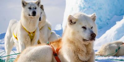 El perro groenlandés, en riesgo por el retroceso de los glaciares