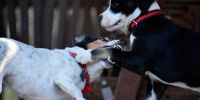 Por qué entrenar a tu perro ya no es opcional