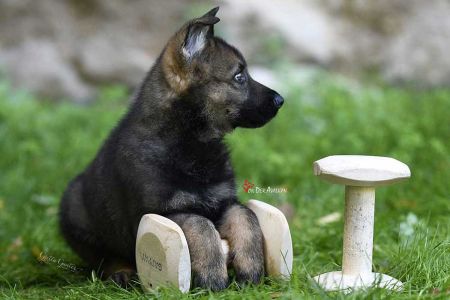 Inteligencia Artificial (IA) y protección animal: ¿aliada o amenaza?