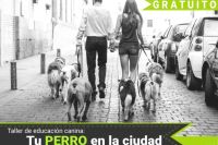 Talleres gratuitos de educación canina de los ayuntamientos: un gran acierto