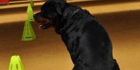 Solo los inteligentes pueden adiestrar a su perro 
