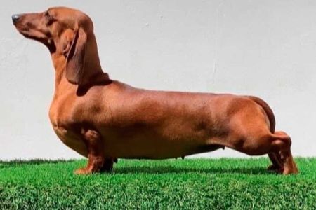 Los perros de caza salvan los registros de pedigrís