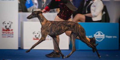 Handler, paseando con amor por el ring