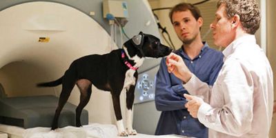 Gregory Berns, el doctor que realizó la primera resonancia magnética del cerebro de un perro