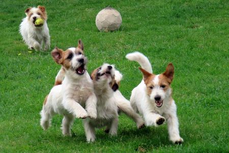 Jack russell terrier: pequeño y valiente