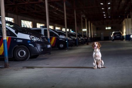 La Policía invierte 133.100 euros en vacunas para sus perros y caballos