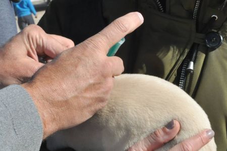 Los veterinarios rechazan los cambios en la ley de los antibióticos por ser aún más restrictiva