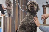 Perro de agua: trabajo artesanal con los dedos