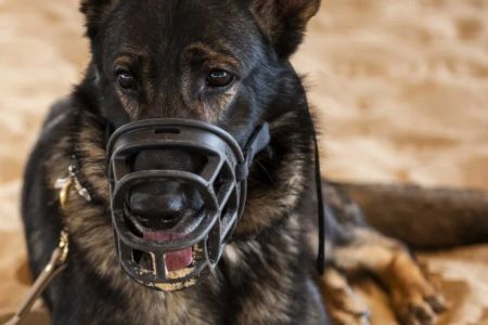 Animales en conflictos: hacia una protección jurídica efectiva