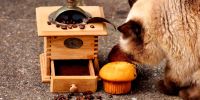 ¿Qué tiene prohibido comer tu gato?