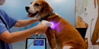 El 47% de perros muere de cáncer