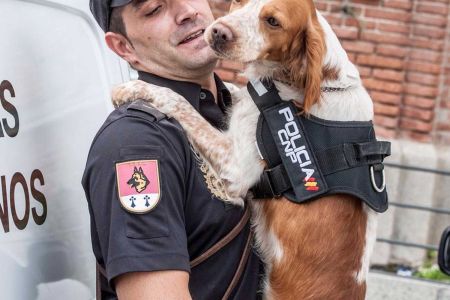 Una prueba piloto mide la calidad de vida canina 