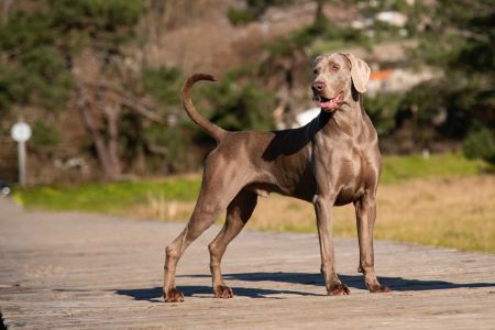 Braco de Weimar o weimaraner, el fantasma gris