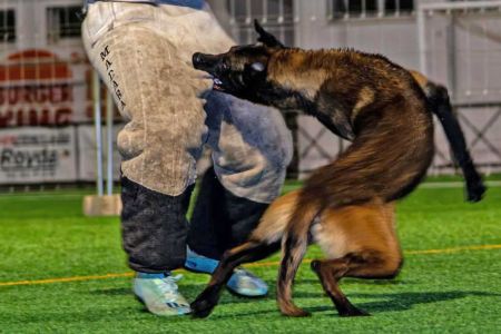 Más de cuarenta perros en la Copa de España de mondioring