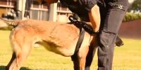 Las unidades caninas de policías locales, en el aire