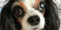 Primer país que aparca de raíz la venta ilegal de perros y gatos: Inglaterra