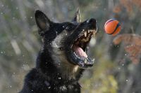 No me trae la pelota; ladra a otros perros; ¿seguro obligatorio ya?...