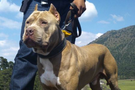 Ecologistas denuncian eutanasias de bullys XL por su aspecto