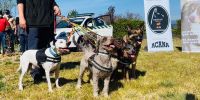 Guías caninos policías alegran el día a personas con diversidad funcional