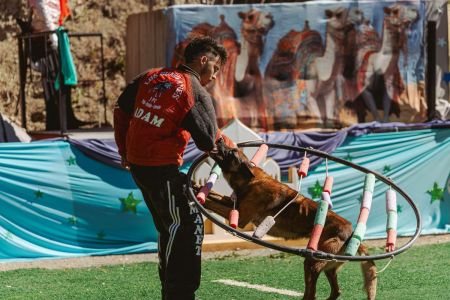 24 perros demuestran su garra bajo el corazón de Sheyla