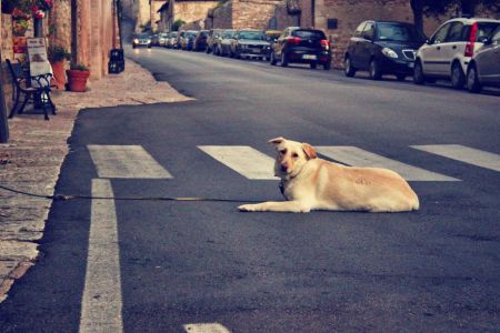 Recogida de perros abandonados, la ruina de ayuntamientos y diputaciones