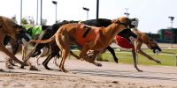 Fin a más de 100 años de carreras de galgos