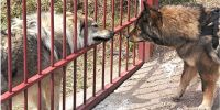 Se lleva fatal con el vecino, persigue gatos, le da miedo el ruido de la freidora 