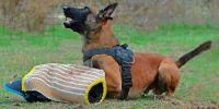 El deporte canino se debe abrir a todos los perros