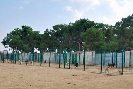 Guarderías caninas: los perros separados