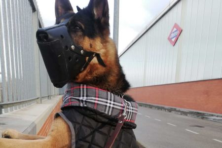 Metro de Madrid se queda sin vigilancia con perros
