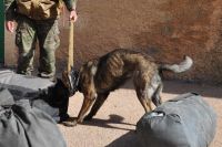 Una única empresa vende perros policía al Estado por 1,5 millones de euros