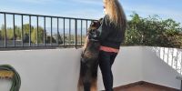 ¿Huye el coronavirus de las casas dónde hay un perro?