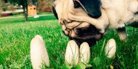 Ha comido setas: coge una muestra antes de salir corriendo