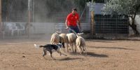 El pastoreo como felicidad para los perros pastor