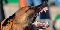 ¿Influye la raza en que un perro muerda?