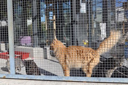 Carne de gato, ¿comestible?
