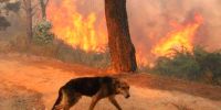 ¿Qué le puede pasar a tu perro si vive un incendio de cerca?