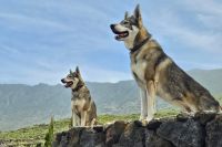 Lobito herreño, recuperación con futuro