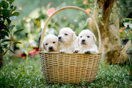 Europa no aplicará su norma de perros y gatos hasta 2028