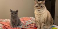 Prepara a tu gato para el invierno